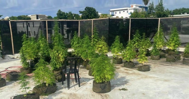 DNCD confisca cultivo de marihuana en azotea vivienda Puerto Plata