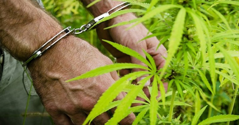 Envían a prisión hombre que cultivaba marihuana en su residencia en Puerto Plata      